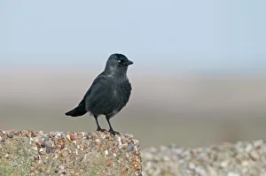 Birdwatching In Norfolk Drucke: Jackdaw Corvis monedula Norfolk