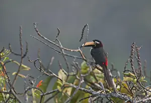 Gerahmter Druck : Buchstaben-Aracari-Peterglosse-Inschrift amazonien Perü Gerahmter Druck : Buchstaben-Aracari-Peterglosse-Inschrift amazonien Perü