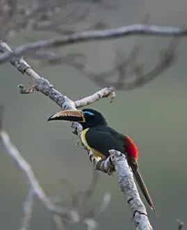 Peru Wildlife Photography Drucke: Lettered Aracari Pteroglossus inscriptus Amazon Peru