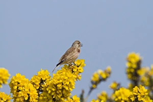 Linnet Bird Drucke: linnet