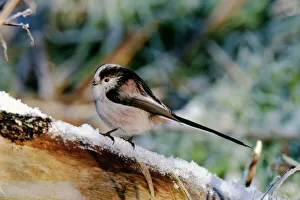 Vogel Drucke: Langschwanzsittich, Aegithalos caudatus im Winter in Großbritannien
