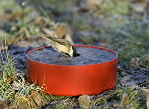 David Tipling Wildlife Images Drucke: Marsh Tit drinking