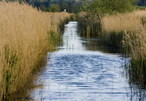 Bird Migration Patterns UK Drucke: Minsmere Suffolk May