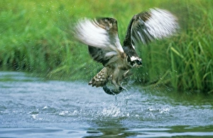 Drucke von Aalschwalbe (Pandion haliaetus), aus dem Wasser explodiert mit einem Lachs in Finnland im Sommer Bilder Datiert 2009 Juli: Pandion haliaeetus explodiert aus dem Wasser mit einem Lachs in Finnland im Sommer