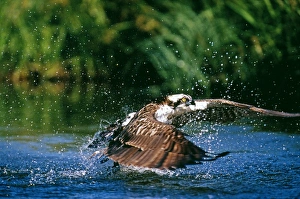 Osprey, Pandion haliaeetus, aus dem Wasser explodierend mit einem Forellen, Finnland, Sommer.