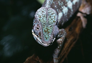 Panther Chameleon Drucke: Panther Chameleon