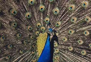 Jungle Wildlife Photography Drucke: Peacock in display