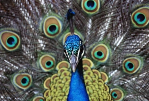 Wildlife Photographer David Tipling Drucke: Peacock displaying