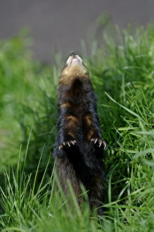 Wild Animals In Captivity Drucke: Polecat looking up at bird in tree captive May