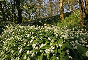 Ramsons In Bloom Drucke: Ramsons (Wild Garlic), Stackpole Woods, Pembrokeshire, Wales, spring