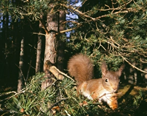 Red Squirrel Drucke: Red Squirrel, Sciurus vulgaris, Cairngorm National Park, Strathspey, Scottish Highlands