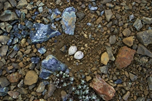Scottish Seabirds Photography Drucke: Ringed Plover eggs in nest scrape