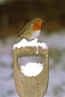 Winter Bird Images Drucke: Robin, Erithacus rubecula, on fork handle in garden in winter, UK