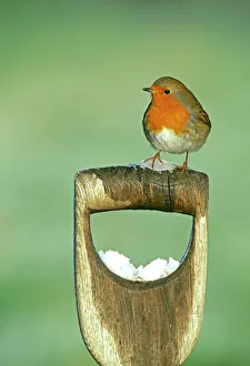 Robin (Erithacus rubecula), auf der Gartenschaufelgriff des Garteners im Winter in Kent (UK)