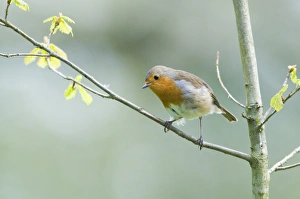 Norfolk Nature Photography Drucke: Robin Erithacus rubecula Norfolk spring