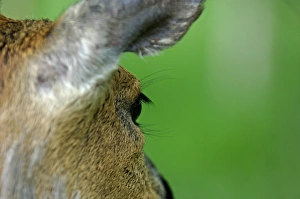 David Tipling Photographer Drucke: Roe deer Kent May