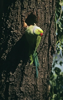 Rosenrückengraureiher Indien