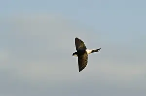 Shetland Wildlife Photography Drucke: Snipe Gallinago gallinago in drumming display (note two outer tail feathers that