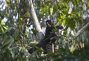 Amazon Rainforest Monkeys Drucke: Spider Monkey Tambopata Peruvian Amazon
