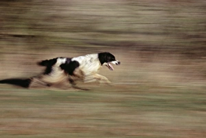 Dog Sports And Activities Drucke: Springer Spaniel running