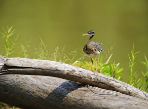 Peruvian Wildlife Photography Drucke: Sunbittern Eurypga helias Amazon Peru