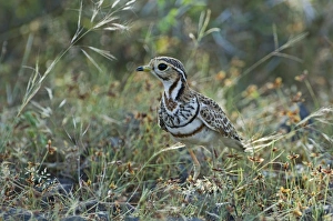 Kenya Bird Species Drucke: Three-banded Courser Cursorius cinctus Kenya