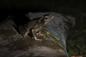 Drucke von Ziemenge Zamboni in der Nähe von Puno, Peru Kröten Drucke: Ziemenge Ziegenfrosch in der Nähe von Tambopata, Peru