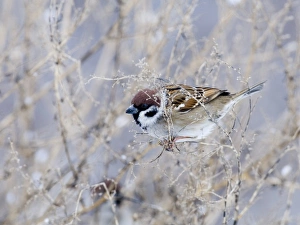 Winter Bird Photography UK Drucke: Tree Sparrow Uk winter