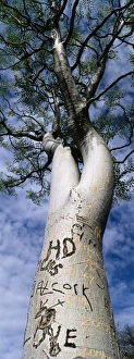 Namibia Nature Photography Drucke: Vandalised Moringa tree, Etosha, Namibia