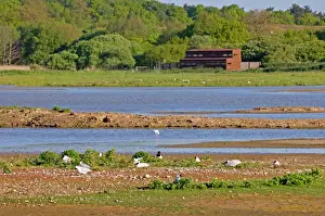 Suffolk Wildlife Photography Drucke: View across Scrape from East Hide (North Hide in background) Minsmere May