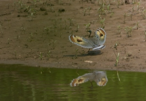 David Tipling Wildlife Photographer Drucke: Wedding