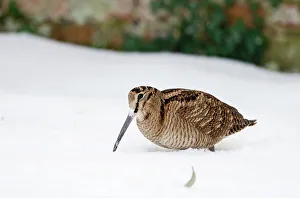 Vogel Drucke: Holunder-Schneehuhn Scolopax rusticola im Schnee Norfolke Januar
