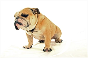 White Background Dog Photoshoots Drucke: Bulldog3 2