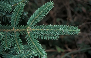 Plant Identification Guide Drucke: Abies vejarii Leaf / Upper