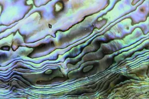 Abalones Drucke: Schale von Paua (Haliotis iris)