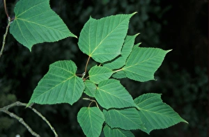 Japanese Maple Leaf Drucke: Acer capillipes Leaf/upper