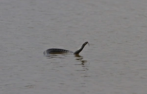 Vipera Berus UK Drucke: This adder was observed at Minsmere swimming from East Hide across the scrape