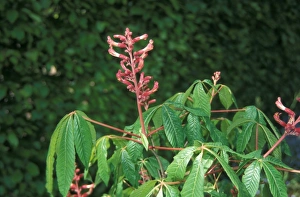 Plant Identification Guide Drucke: Aesculus pavia Leaf / flower