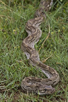 African Rock Python Drucke: African Rock Python