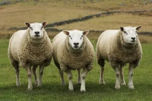 Schafe Drucke: Zuhausegeiter Schafhalter, Beltex und Texel-Rüden drei stehen im Feld Engeland
