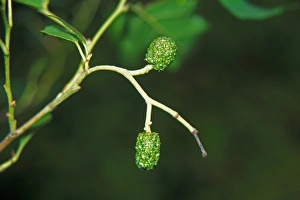Plant Identification Guide Drucke: Alnus orientalis Fruit