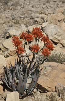 Succulent Plants Africa Drucke: Aloe (Aloe hereroensis) Namibia