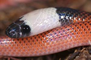 Peruvian Bird Species Drucke: Amazon Egg-eater (Drepanoides sp)