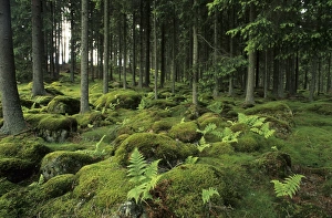 Mossy Rock Formations Drucke: Ancient boreal coniferous forest