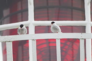Bird Watching In England Drucke: Arctic Tern (Sterna paradisea) two adults