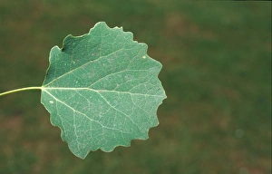 Deciduous Forest Plants Drucke: Aspen (Populus tremula) Leaf/upper / July
