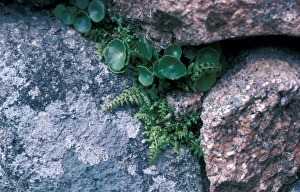 Asplenium obovatum, Lanzenfarn von Shaftesbury in Devon 1977
