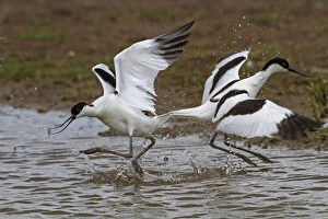 Bird Aggression Drucke: Two avocets fighting