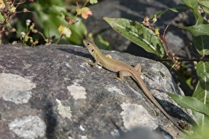 Amphibian Pictures Drucke: Balken Green Lizard