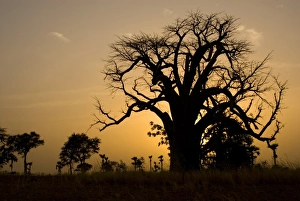Baobab Tree Silhouette Drucke: Baobab tree silhouetted at sunset, near Banfora, Comoe Province, Burkina Faso